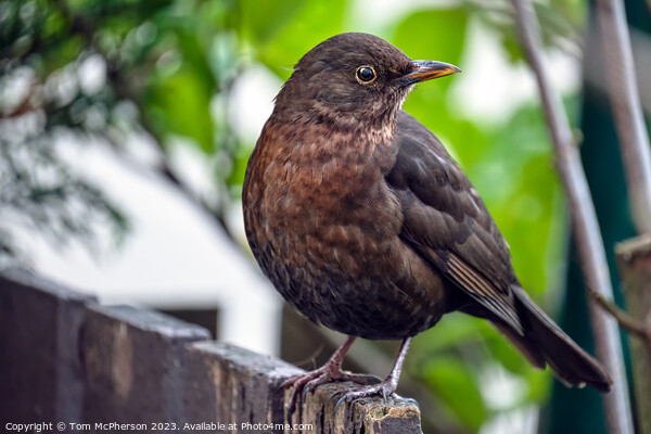 "Ethereal Beauty: Female Blackbird  Picture Board by Tom McPherson