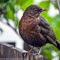 Buy canvas prints of "Ethereal Beauty: Female Blackbird  by Tom McPherson