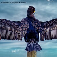 Buy canvas prints of Cormorant Drying Wings in the breeze at Burghead  by Tom McPherson