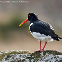 Buy canvas prints of Oystercatcher Perched on a Wall by Tom McPherson