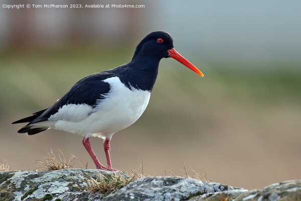  Oystercatcher  Picture Board by Tom McPherson
