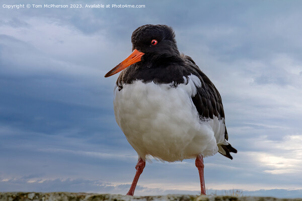 Oystercatcher Roaming Coastal Wall Picture Board by Tom McPherson