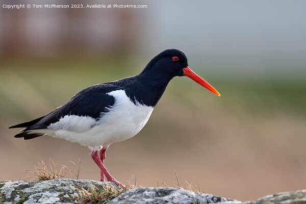 The Graceful Oystercatcher Picture Board by Tom McPherson