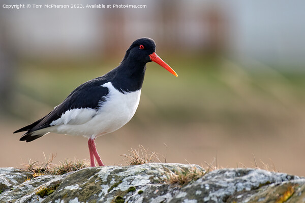 A Captivating Oystercatcher Picture Board by Tom McPherson