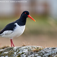 Buy canvas prints of A Captivating Oystercatcher by Tom McPherson