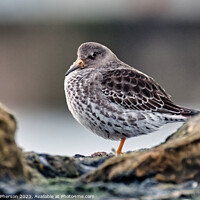 Buy canvas prints of  Purple Sandpiper by Tom McPherson
