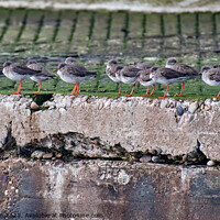 Buy canvas prints of "The Enigmatic Beauty of Purple Sandpipers" by Tom McPherson