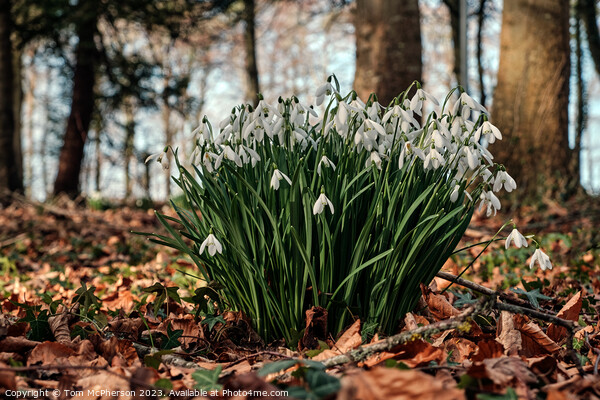 Delicate Snowdrops Adorning Forest Floor Picture Board by Tom McPherson