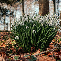 Buy canvas prints of Delicate Snowdrops Adorning Forest Floor by Tom McPherson