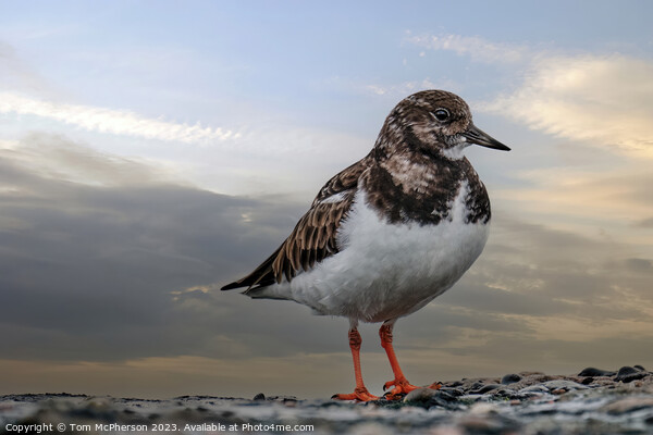 Turnstone's Dance on the Rocky Shore Picture Board by Tom McPherson