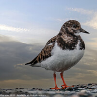 Buy canvas prints of Turnstone's Dance on the Rocky Shore by Tom McPherson