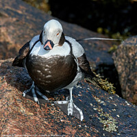 Buy canvas prints of Arctic Feathered Long-Tailed Duck by Tom McPherson