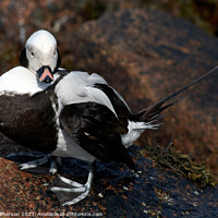 Buy canvas prints of Arctic's Long-Tailed Sea Duck Portrait by Tom McPherson