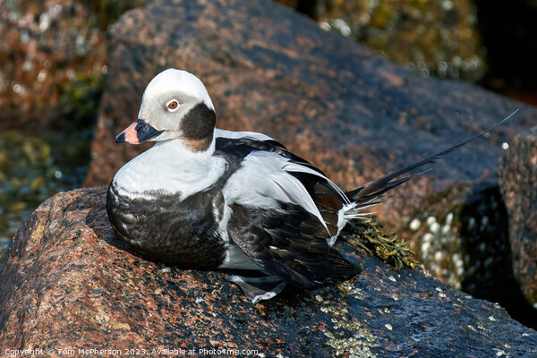 Arctic Beauty: Long-tailed Duck Perched Picture Board by Tom McPherson