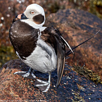 Buy canvas prints of Arctic Explorer: Long-Tailed Duck Amidst Rocks by Tom McPherson