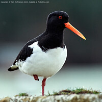 Buy canvas prints of Oystercatcher at Burghead Harbour by Tom McPherson