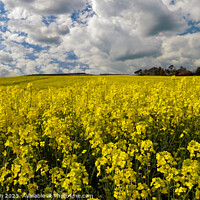 Buy canvas prints of Vibrant Yellow Rapeseed Field by Tom McPherson