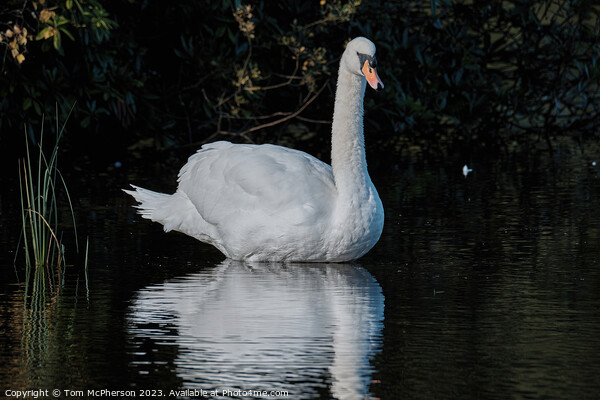 Graceful Swan in Serenity Picture Board by Tom McPherson