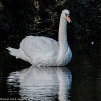 Buy canvas prints of Graceful Swan in Serenity by Tom McPherson