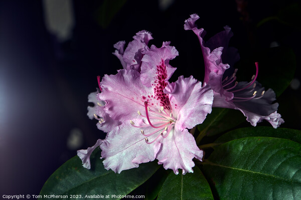 "Vibrant Rhododendron: A Floral Symphony" Picture Board by Tom McPherson