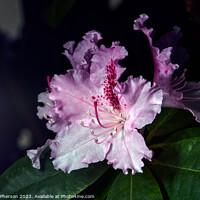 Buy canvas prints of "Vibrant Rhododendron: A Floral Symphony" by Tom McPherson