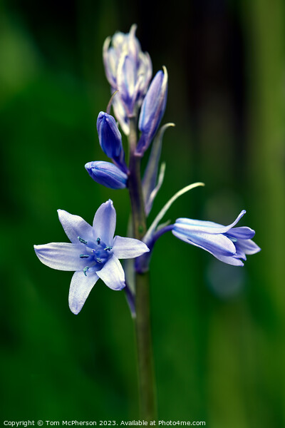Enigmatic Bluebell in Spring Picture Board by Tom McPherson