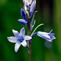 Buy canvas prints of Enigmatic Bluebell in Spring by Tom McPherson