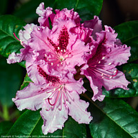 Buy canvas prints of Rhododendron Brilliance: A Botanical Wonder by Tom McPherson