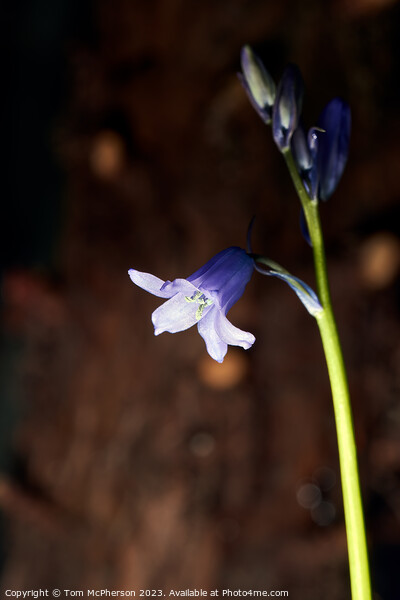 Enthralling Springtime Bluebell Spectacle Picture Board by Tom McPherson
