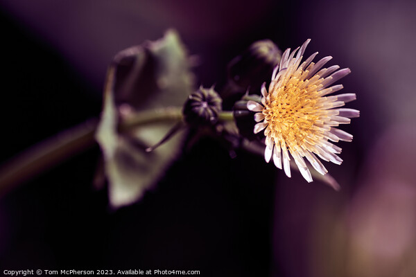 'Up Close: The Enchanting Sowthistle Flower' Picture Board by Tom McPherson