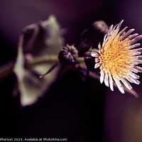 Buy canvas prints of 'Up Close: The Enchanting Sowthistle Flower' by Tom McPherson