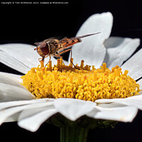Buy canvas prints of Golden Hover Fly: A Floral Encounter by Tom McPherson