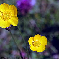 Buy canvas prints of 'Dainty Persian Ranunculus Polyanthemos Unveiled' by Tom McPherson