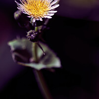 Buy canvas prints of Intricate Beauty of Sowthistle  by Tom McPherson