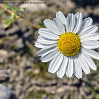 Buy canvas prints of 'Intimate Glimpse Into Common Daisy' by Tom McPherson