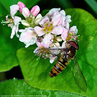 Buy canvas prints of Hoverfly: Unseen Guardian of Blooms by Tom McPherson