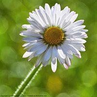 Buy canvas prints of Enchanting Daisy: A Symbol of Innocence by Tom McPherson