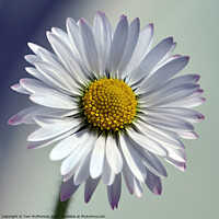 Buy canvas prints of The Quintessential Daisy: Love's Symbol by Tom McPherson
