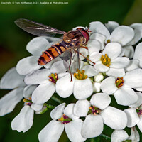 Buy canvas prints of Vibrant Hoverfly: Nature's Unsung Garden Hero by Tom McPherson