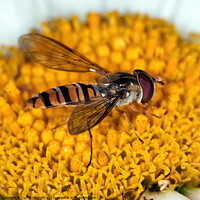 Buy canvas prints of Intricate Dance: Hoverfly on Daisy Close-Up by Tom McPherson