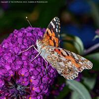 Buy canvas prints of Enchanted Lady on Buddleia Bloom by Tom McPherson