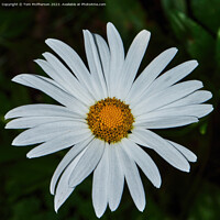 Buy canvas prints of Enigmatic Oxeye Daisy's Hidden Beauty by Tom McPherson