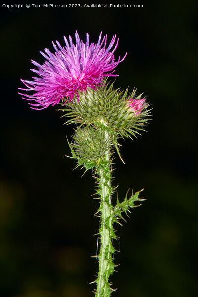 Enigmatic Origins of the Scottish Thistle Picture Board by Tom McPherson