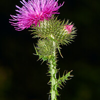 Buy canvas prints of Enigmatic Origins of the Scottish Thistle by Tom McPherson