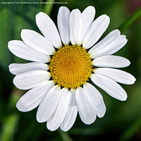 Buy canvas prints of Daisy Delight: A Macro Masterpiece by Tom McPherson