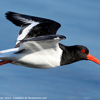 Buy canvas prints of Soaring Oystercatcher: An Aerial Ballet by Tom McPherson