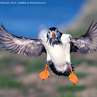 Buy canvas prints of Puffin in Flight by Tom McPherson