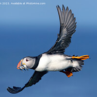 Buy canvas prints of Wings of the North: Puffin Mid-Flight by Tom McPherson