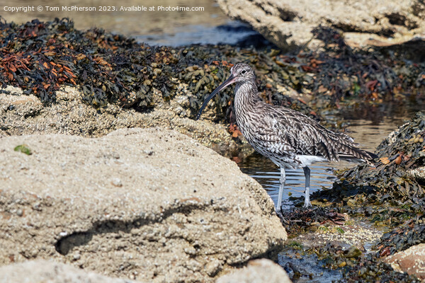 Curlew on the Rocks Picture Board by Tom McPherson