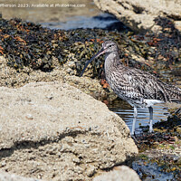 Buy canvas prints of Curlew on the Rocks by Tom McPherson